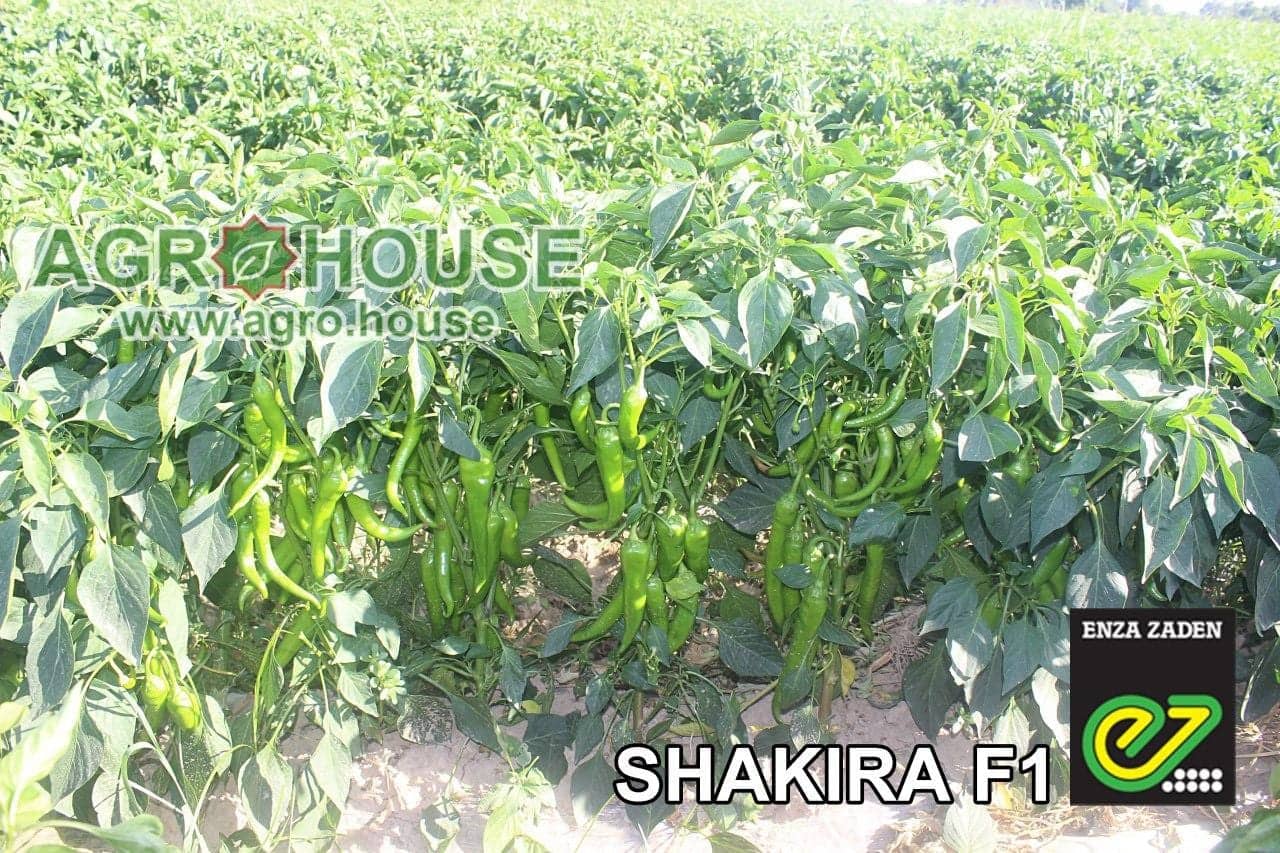 Shakira F1