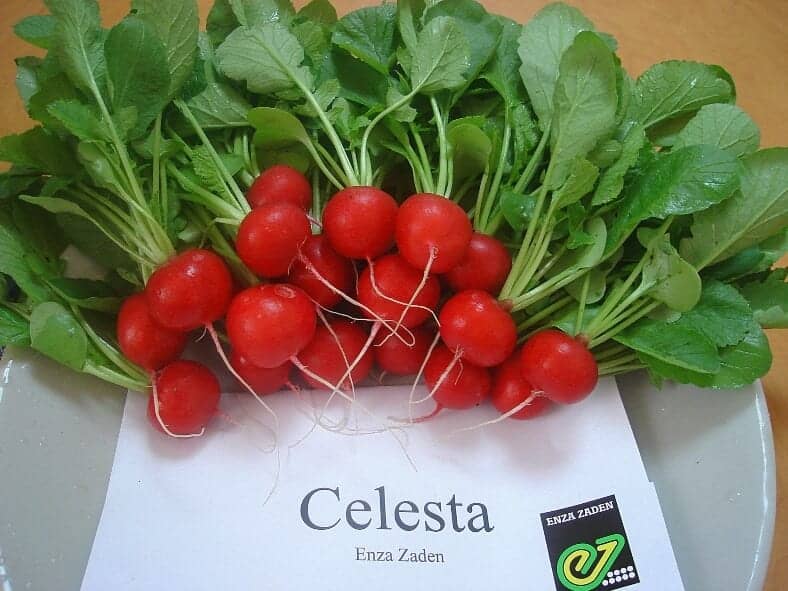 Celesta F1