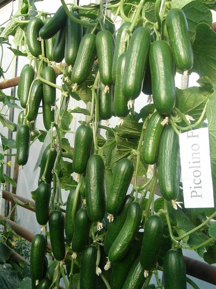 Picolino F1