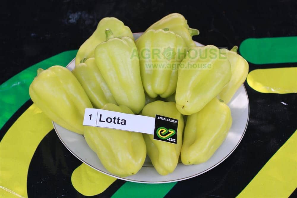 Lotta F1